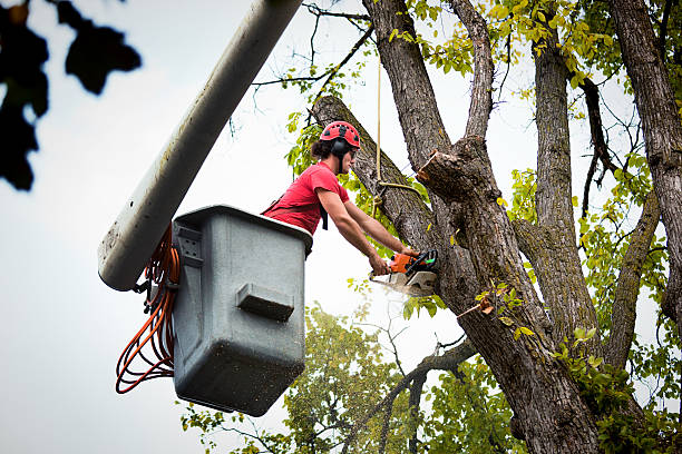 Trusted Pleak, TX Tree Removal and Landscaping Services Experts